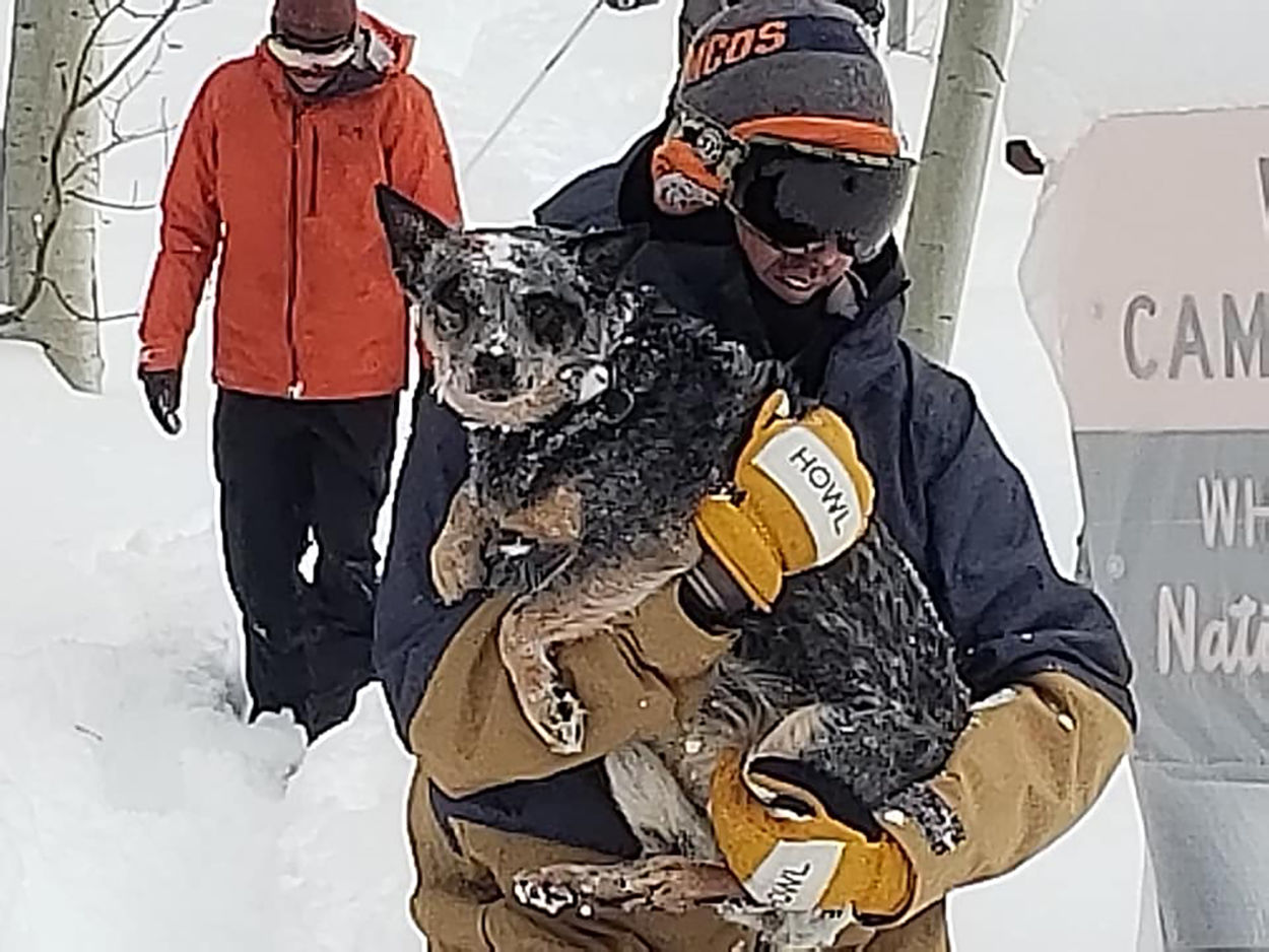 Dog rescue